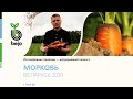 Обзор новинок сортов и гибридов моркови Bejo Zaden (Бейо Заден)