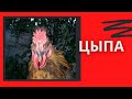 ЦЫПА ( РАССКАЗ НА ВЕЧЕР )