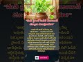 “మనీ ప్లాంట్ పెడితే నిజంగానే డబ్బులు నిలుస్తాయా?” #factstorytelugu #moneyplant #wealthfacts