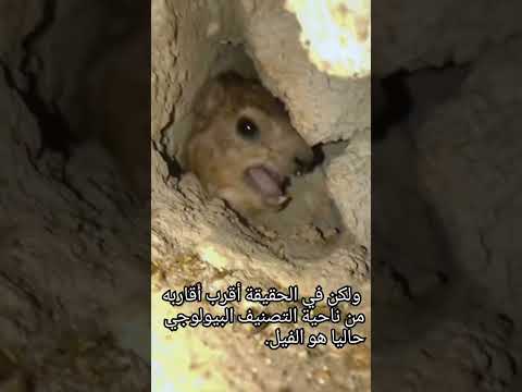يشبه الفأر ولكنه من سلالة الفيل