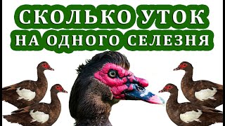 ПОЧЕМУ НУЖЕН РЕЗЕРВНЫЙ СЕЛЕЗЕНЬ, КАКИЕ МОГУТ ВОЗНИКНУТЬ ПРОБЛЕМЫ. Тонкости разведения мускусных уток