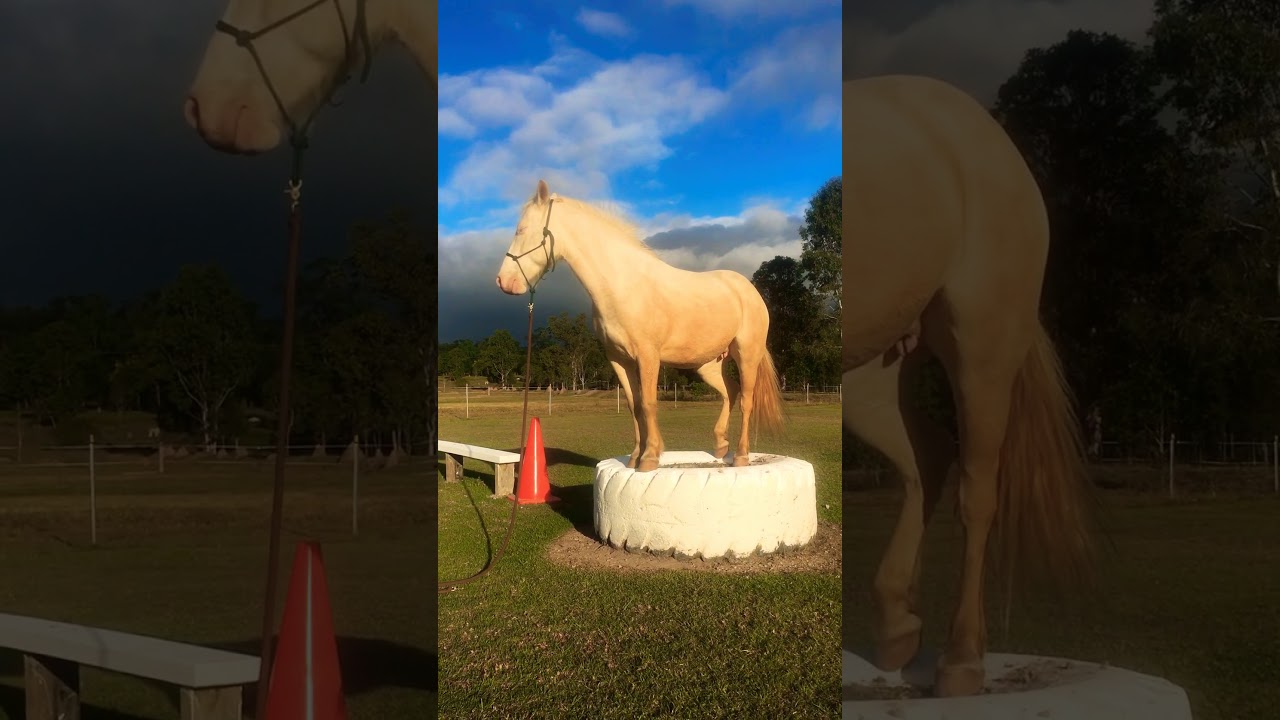 camera iphone 8 plus apk 
