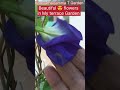 Beautiful flowers 🌺 in My terrace Garden