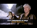 Russell mittermeier lost amphibians of india