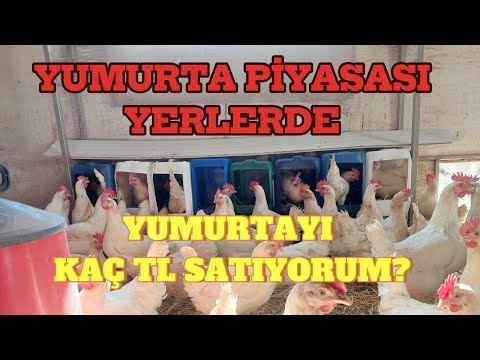 YUMURTA PİYASASI ALT ÜST OLDU | BU ZAMANDA GEZEN TAVUK YAPMAK MANTIKLI MI ? #gezentavuk #keşfet