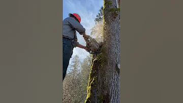 Quick cable logging #felling #treefelling #arborist #climbing #lumberjack #treeremoval #excavator