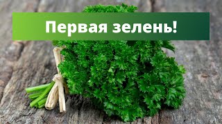 ПЕРВАЯ ЗЕЛЕНЬ, ПЕРВЫЕ ВИТАМИНЫ | Обзор семян укропа, петрушки, шпината и салата