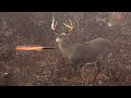 15 archery shots in 15 minutes  epic bowhunting highlights