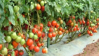 6 Tricks for Growing Tons of Tomatoes At Home