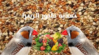 ماذا تأكل طيور الزيبرا | تغذية طيور الزيبرا