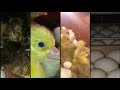 Вывод гусят в инкубаторе / инкубация гусиного яйца 29 - 30 день инкубации / incubation gesse eggs