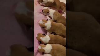 Lovely puppies and So cute of pets  SCOP: 271