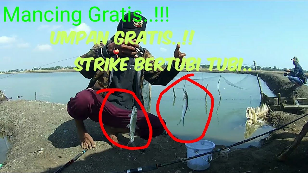 UMPAN JITU MANCING PAYUS (BANDENG LAKI) - Tirtayasa Serang Banten 2019