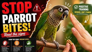 Stop Parrot Biting Before It Happens: Body Language, Triggers & Positive Training