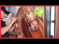 Caballo en Aerografia realista -  Horse painting in airbrushing / iwata
