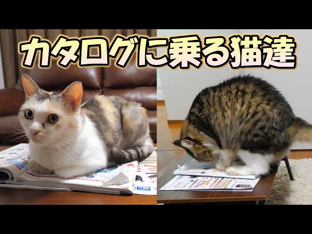 カタログの上に乗りに来る猫達