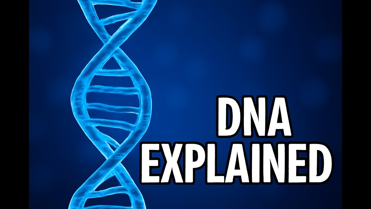 Dna Real Life Example What Is DNA? 🧬 | The Blueprint of Life Explained Simply - YouTube