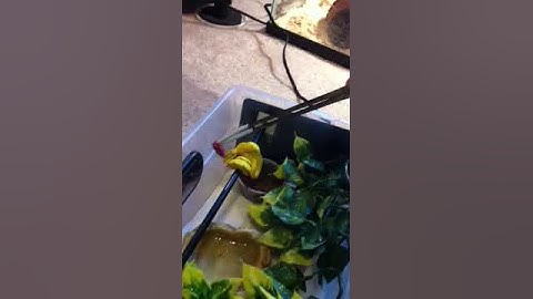 kofiau x manokwari green tree python feeding part 1.