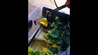 Famous kofiau x manokwari green tree python feeding part 1. Wealth