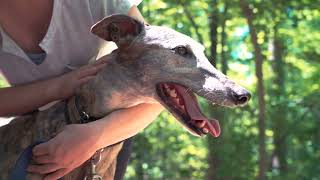 The Hard Truth About Greyhound Dog Breed | Revealing the Facts