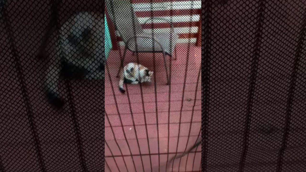 Lucy cat compilation Lucy cat compilation
