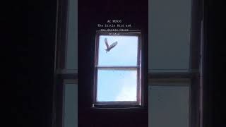 The Littls Bird and the Stable Glass Window