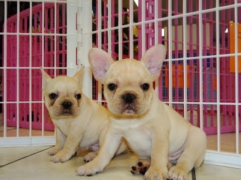 bulldog puppies for sale craigslist