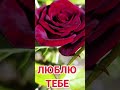 Ображайся на мене як хочеш ХІТИ 2025 українськамузика хіт хіти2025 пісніпрокохання новамузика Ображайся на мене як хочеш ХІТИ 2025 українськамузика хіт хіти2025 пісніпрокохання новамузика