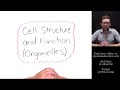 Understanding Eukaryotic Cell Organelles