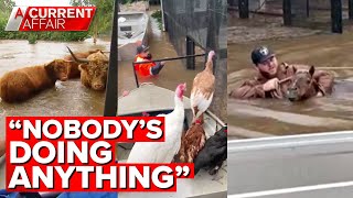 Rescuing farm animals left behind in flood crisis | A Current Affair