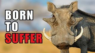 Warthogs are Possessed by Bad Decisions