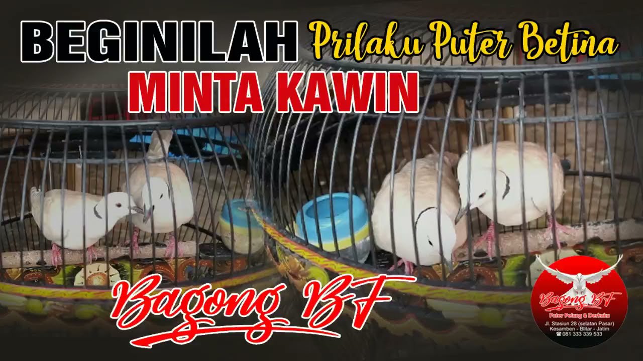 Ciri-Ciri / Perilaku Burung BETINA minta KAWIN🤣🤣🤣🤣