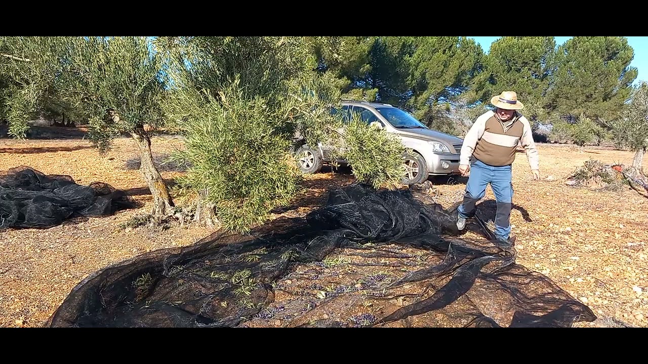 Olivo castellana (piñoncillo) 32 kilos aceituna 