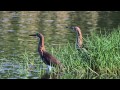 Chinese pond heron  mp gh4 stx95 tlsapo 4k 29sep 2014