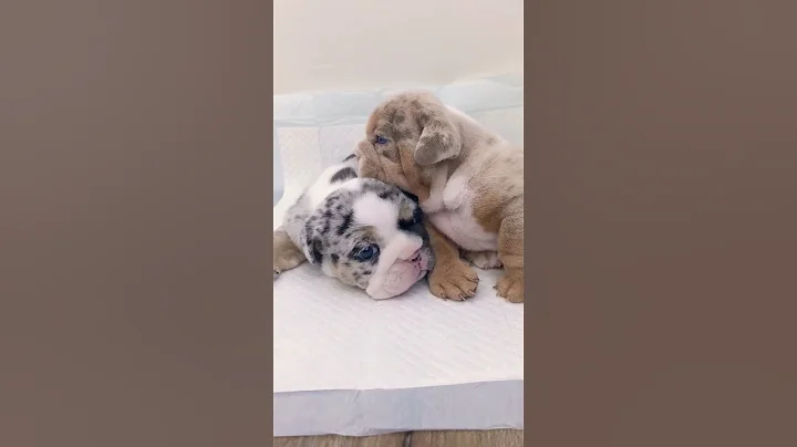 Puppy love 🤍🤎🖤 English bulldogs #shorts