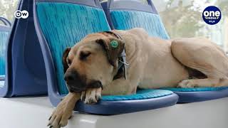 Boji, Istanbul's Most Famous Dog | Regular Commuter on Ferries Buses Metro Trains | Oneindia Kannada