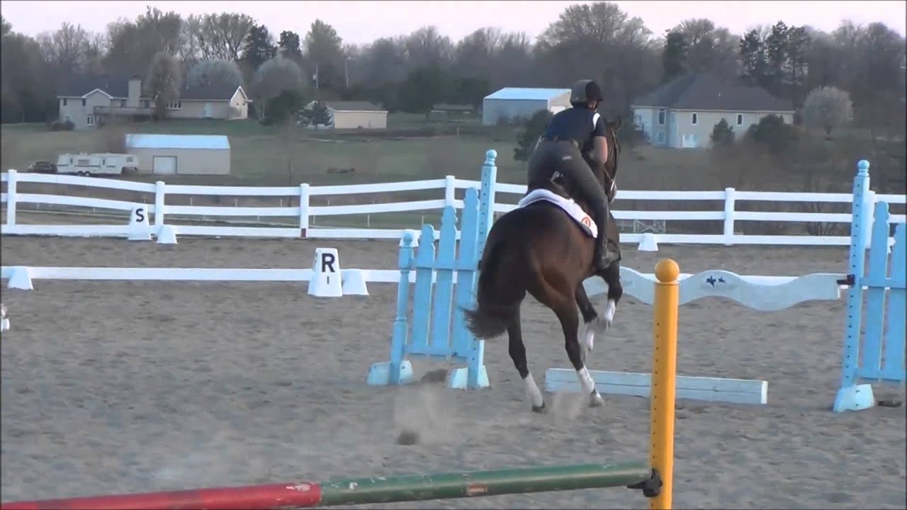 Own Style: 2005 16h TB Gelding. 3'6" - 3'9" course