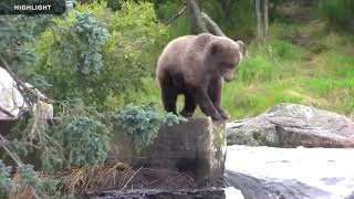 Brooks Falls Low  Katmai National Park 2022 Season Highlights