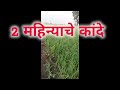 onion farming in maharashtra l कांदा शेती | उन्हाळी कांदा नियोजन |onion organic farming in india