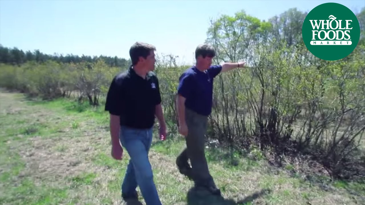 The Bees of Byne Blueberry Farm | Meet the Ranchers | Whole Foods Market
