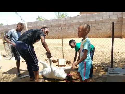 How to slaughter and skin a goat
