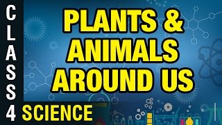 Plants & Animals Around Us | 4th Grade General Science | Digital Teacher