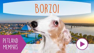 Borzoi Fun Facts by Petland Memphis 28 views 3 months ago 46 seconds