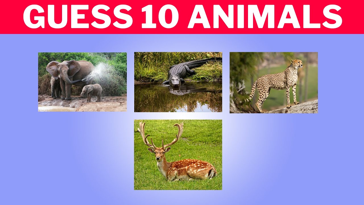 🎬 Guess 10 Animals in 10 Seconds! 🐾 | Fun Animal Quiz Challenge - YouTube