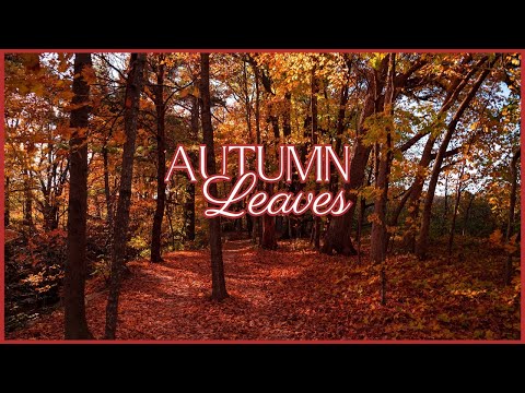 [Piano - 1 hour]  Autumn Leaves / Relaxing Autumn Piano Songs Playlist