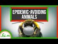 6 Ways Animals Prevent Epidemics