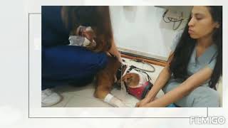 Anestesia en caninos Xilacina, Atropina y Ketoprofeno