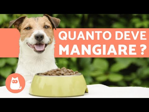 Video: I benefici del tè verde per cani