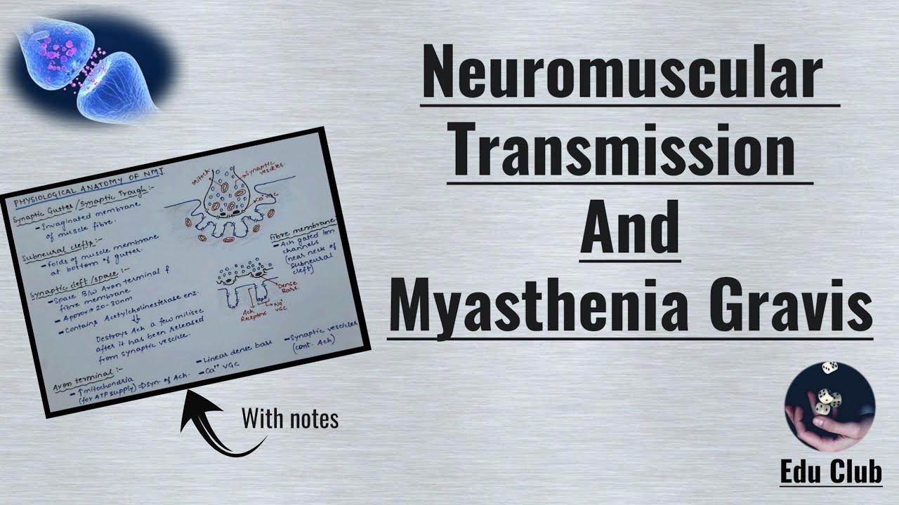 Neuromuscular Transmission | Myasthenia Garvis | Neuromuscular Junction || Nerve Muscle Physiology