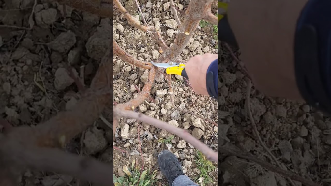 Ծառերի էտի կարևոր նշանակությունը